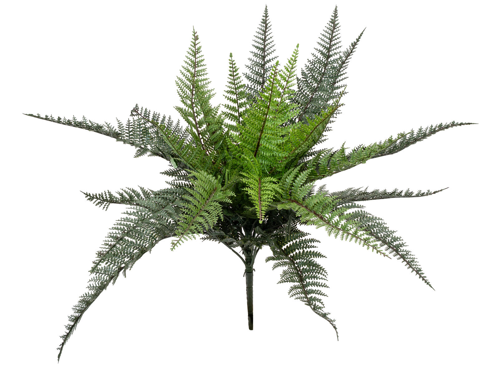 FIRESILX Bostonská papraď trs, 50 cm | Obrázok 1 | eplay.sk
